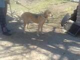 Собаки, щенята Російський хорт, ціна 5 Грн., Фото