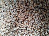 Продовольствие Зерно и мука, цена 5 Грн./кг., Фото