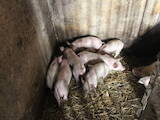 Животноводство,  Сельхоз животные Свиньи, цена 1350 Грн., Фото