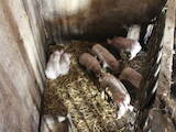 Животноводство,  Сельхоз животные Свиньи, цена 1350 Грн., Фото