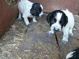 Собаки, щенки Русский спаниель, цена 800 Грн., Фото