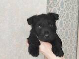 Собаки, щенята Скотчтерьер, ціна 10000 Грн., Фото