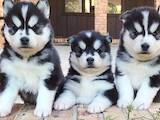 Собаки, щенки Сибирский хаски, цена 6000 Грн., Фото