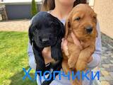 Собаки, щенки Английский коккер, цена 2500 Грн., Фото