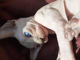 Кошки, котята Канадский сфинкс, цена 7000 Грн., Фото