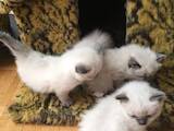 Кішки, кошенята Бірманська, ціна 2000 Грн., Фото
