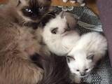 Кішки, кошенята Бірманська, ціна 2000 Грн., Фото