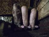 Животноводство,  Сельхоз животные Свиньи, цена 1800 Грн., Фото