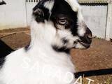 Тваринництво,  Сільгосп тварини Кози, ціна 2500 Грн., Фото