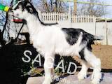 Тваринництво,  Сільгосп тварини Кози, ціна 2500 Грн., Фото