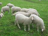 Животноводство,  Сельхоз животные Бараны, овцы, цена 60 Грн., Фото