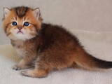 Кішки, кошенята Британська короткошерста, ціна 7200 Грн., Фото