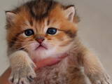 Кошки, котята Британская короткошерстная, цена 7200 Грн., Фото