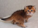 Кішки, кошенята Британська короткошерста, ціна 7200 Грн., Фото