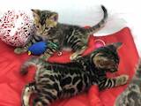 Кішки, кошенята Бенгальськая, ціна 15000 Грн., Фото
