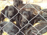Собаки, щенята Кане Корсо, ціна 5500 Грн., Фото