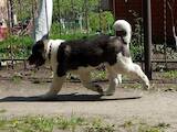 Собаки, щенята Американський акіта, ціна 15000 Грн., Фото