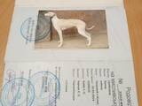 Собаки, щенки Ганноверская гончая, цена 1500 Грн., Фото