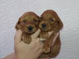 Собаки, щенки Карликовый пудель, цена 27000 Грн., Фото