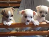 Собаки, щенки Чихуа-хуа, цена 6000 Грн., Фото