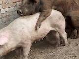 Тваринництво,  Сільгосп тварини Свині, ціна 90 Грн., Фото