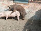Животноводство,  Сельхоз животные Свиньи, цена 90 Грн., Фото