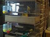 Попугаи и птицы Канарейки, цена 800 Грн., Фото