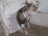 Тваринництво,  Сільгосп тварини Кози, ціна 1300 Грн., Фото