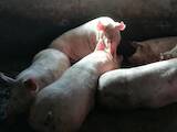 Тваринництво,  Сільгосп тварини Свині, ціна 45 Грн., Фото