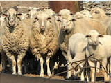 Животноводство,  Сельхоз животные Бараны, овцы, цена 30 Грн., Фото