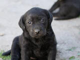 Собаки, щенята Лабрадор ретрівер, ціна 2500 Грн., Фото