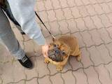 Собаки, щенята Французький бульдог, ціна 5000 Грн., Фото