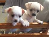 Собаки, щенки Чихуа-хуа, цена 6000 Грн., Фото