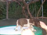 Собаки, щенки Немецкая жесткошерстная легавая, цена 5500 Грн., Фото