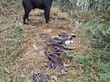 Собаки, щенята Німецька жорсткошерста лягава, ціна 200 Грн., Фото