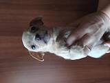 Собаки, щенки Русский гладкошерстный тойтерьер, цена 3500 Грн., Фото