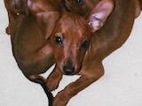 Собаки, щенки Пинчер, цена 3800 Грн., Фото