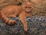 Кішки, кошенята Шотландська короткошерста, ціна 700 Грн., Фото