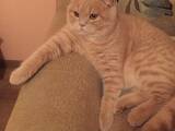 Кошки, котята Шотландская короткошерстная, цена 700 Грн., Фото