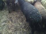 Животноводство,  Сельхоз животные Бараны, овцы, цена 48 Грн., Фото