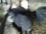 Животноводство,  Сельхоз животные Бараны, овцы, цена 48 Грн., Фото