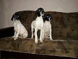 Собаки, щенки Английский пойнтер, цена 3000 Грн., Фото