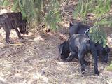 Собаки, щенята Кане Корсо, ціна 5500 Грн., Фото