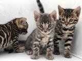 Кішки, кошенята Бенгальськая, ціна 18000 Грн., Фото