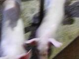 Тваринництво,  Сільгосп тварини Свині, ціна 180 Грн., Фото