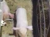 Животноводство,  Сельхоз животные Свиньи, цена 180 Грн., Фото