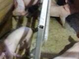 Животноводство,  Сельхоз животные Свиньи, цена 180 Грн., Фото