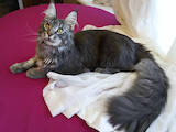 Кошки, котята Мэйн-кун, цена 32000 Грн., Фото
