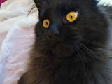 Кошки, котята Мэйн-кун, цена 22950 Грн., Фото