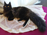 Кішки, кошенята Мейн-кун, ціна 22950 Грн., Фото